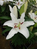 [5522 PO22 Snowman No102.JPG]